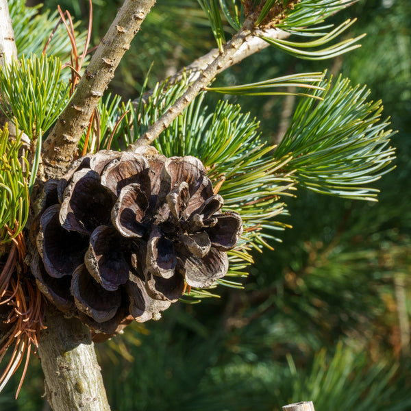 Cleary Japanese White Pine - Pine - Conifers