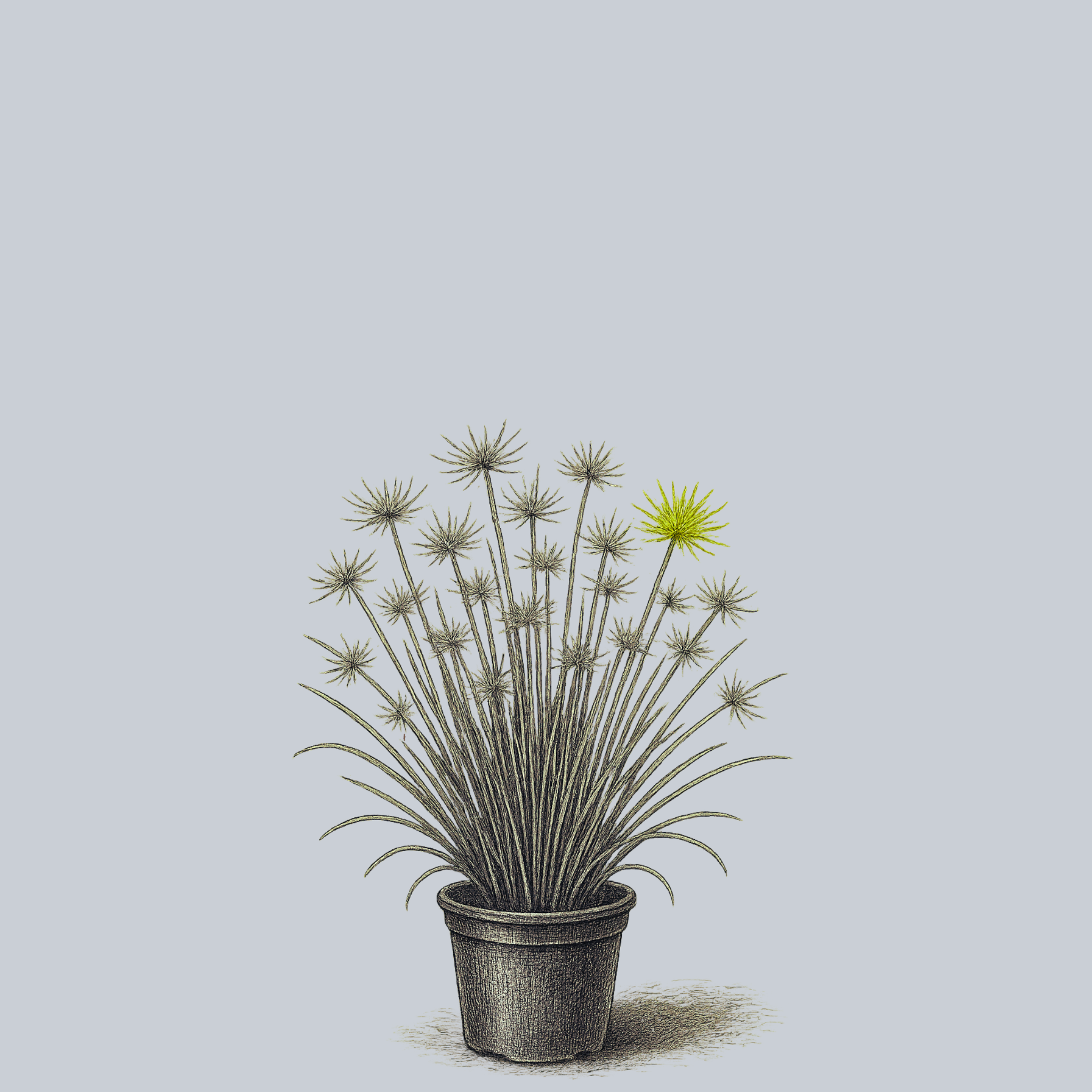 Cleopatra Papyrus – Plant Detectives