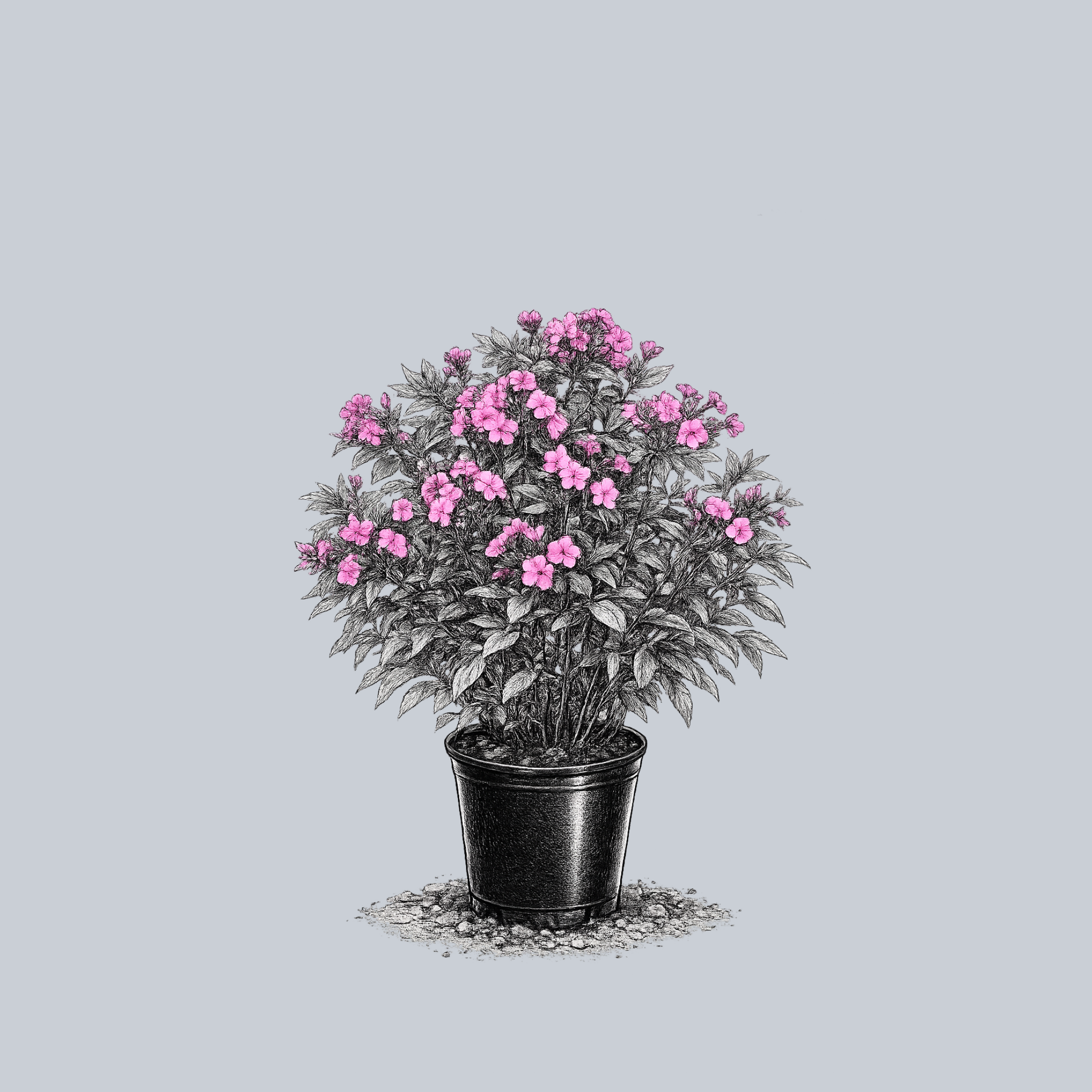 Cloudburst Phlox – Plant Detectives