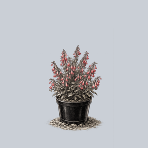 Coccineus Beardtongue