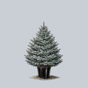 Colorado Blue Spruce