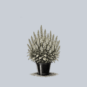 Color Spires Snow Kiss Sage