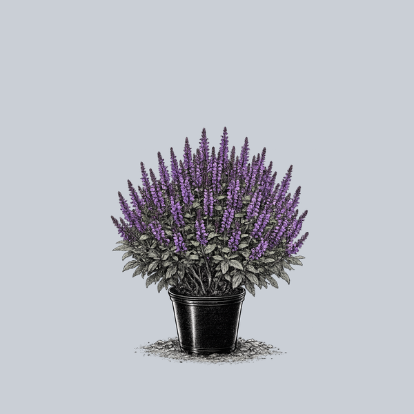 Color Spires Violet Riot Meadow Sage