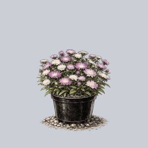 Color Wheel Stokes Aster