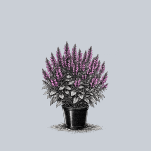 Color Spires Back to the Fuchsia Sage