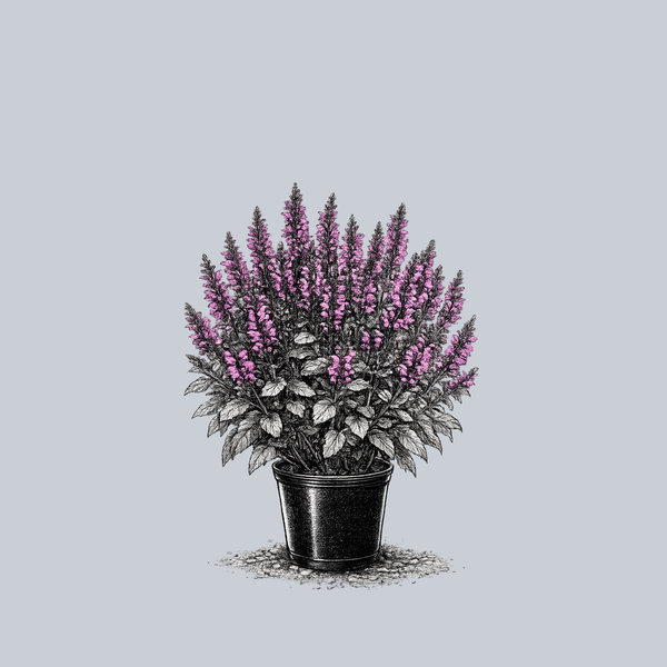 Color Spires Back to the Fuchsia Sage
