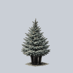 Colson's Select Colorado Spruce