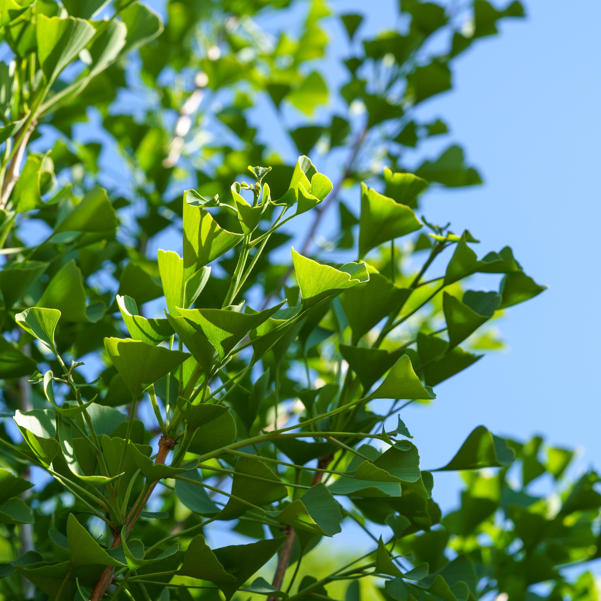 Tree of the Week: Ginkgo biloba