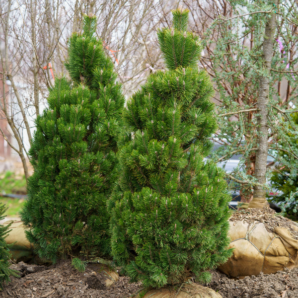 Columnar Mountain Pine - Pine - Conifers