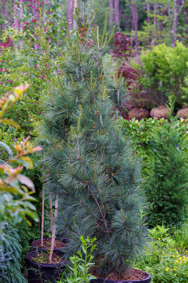 Columnar White Pine - Pine - Conifers