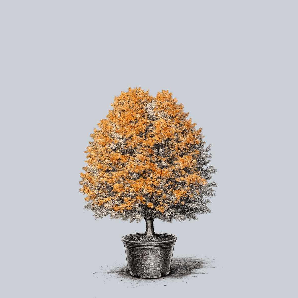 Commemoration Sugar Maple – Plant Detectives