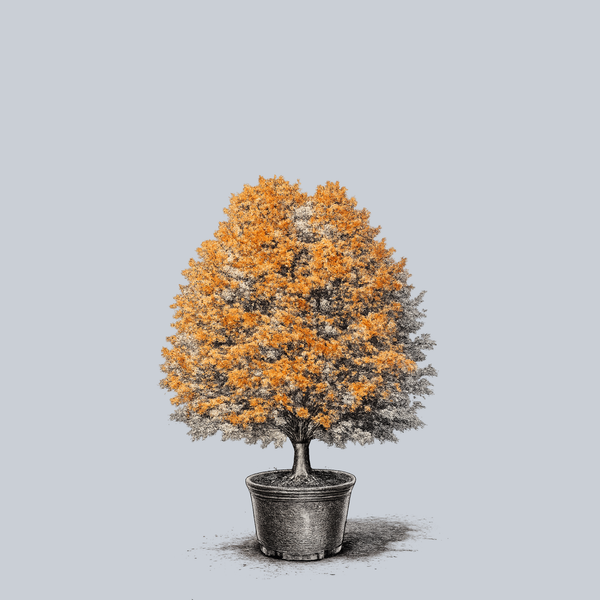 Commemoration Sugar Maple