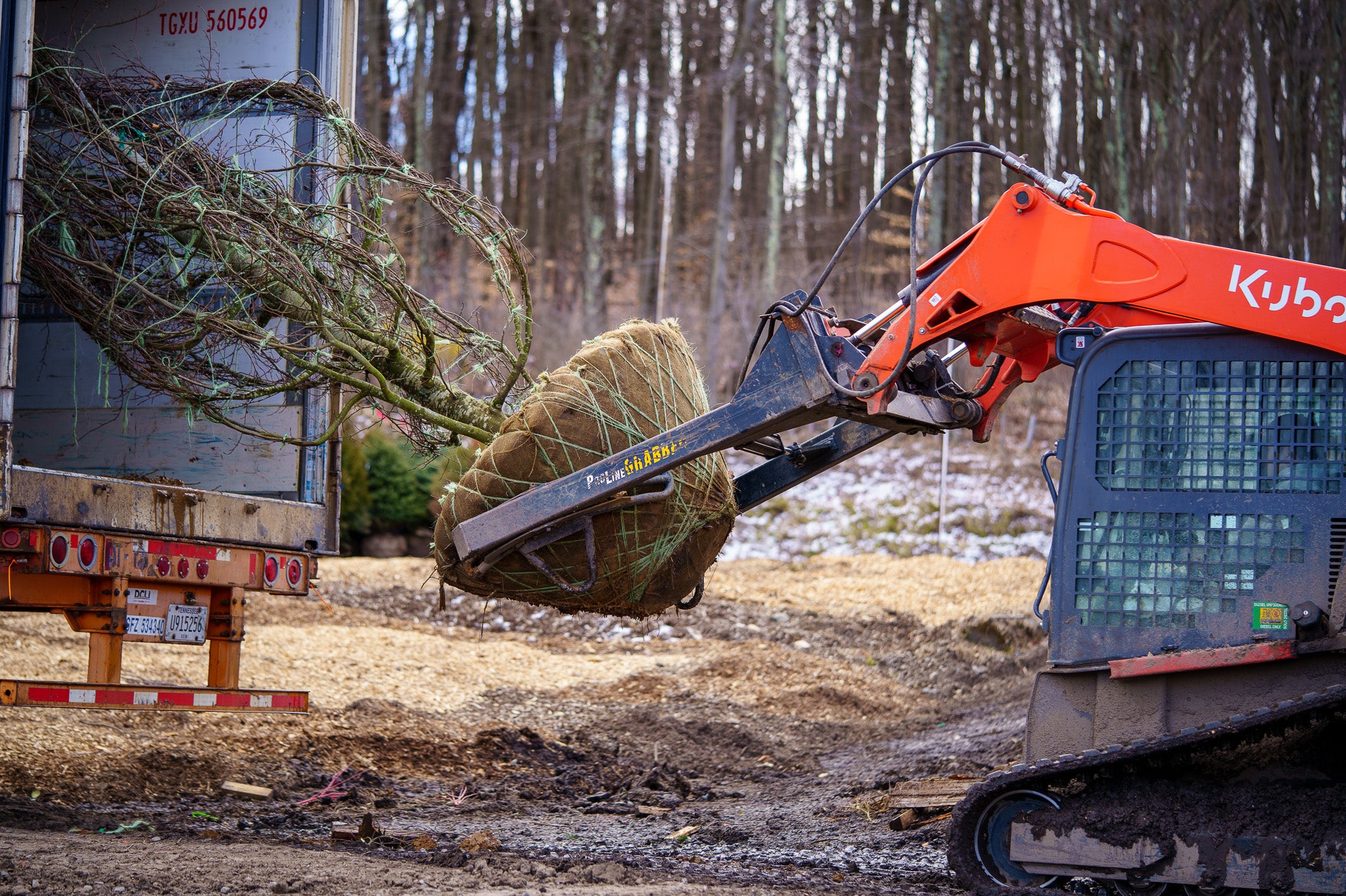 How to Choose the Best Shrubs for Commercial Landscaping in NJ – Plant ...