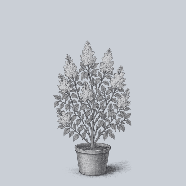 Common White Lilac