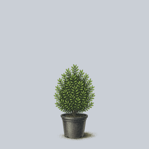 Compacta Inkberry Holly