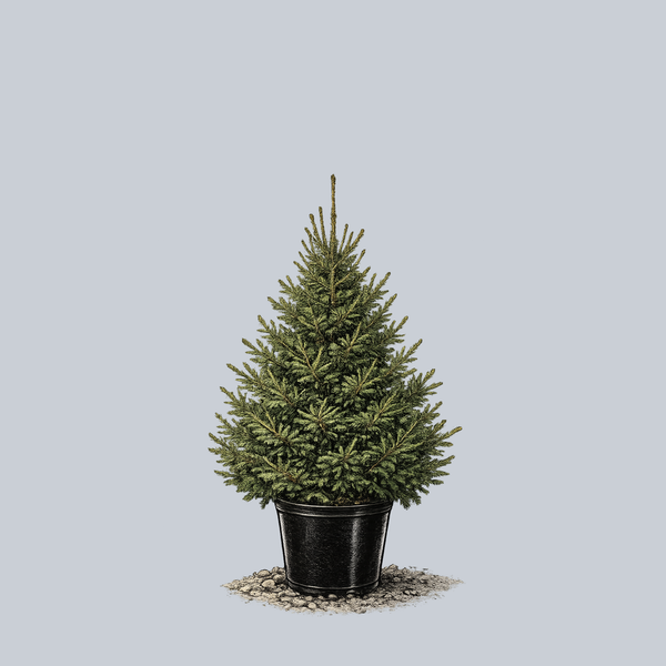 Compacta Oriental Spruce
