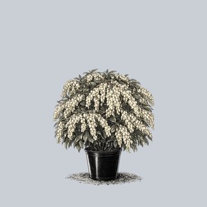 Compacta Dwarf Pieris