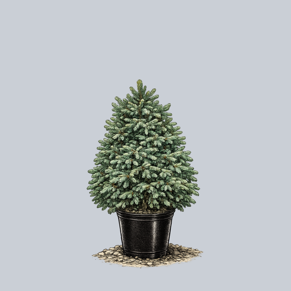Compacta Engelmann Spruce
