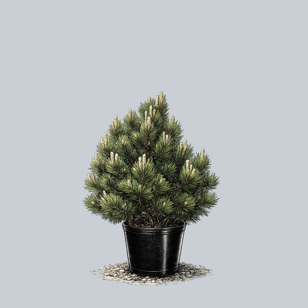 Compact Gem Bosnian Pine