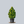 Load image into Gallery viewer, Compact Hinoki Cypress

