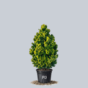 Compact Hinoki Cypress