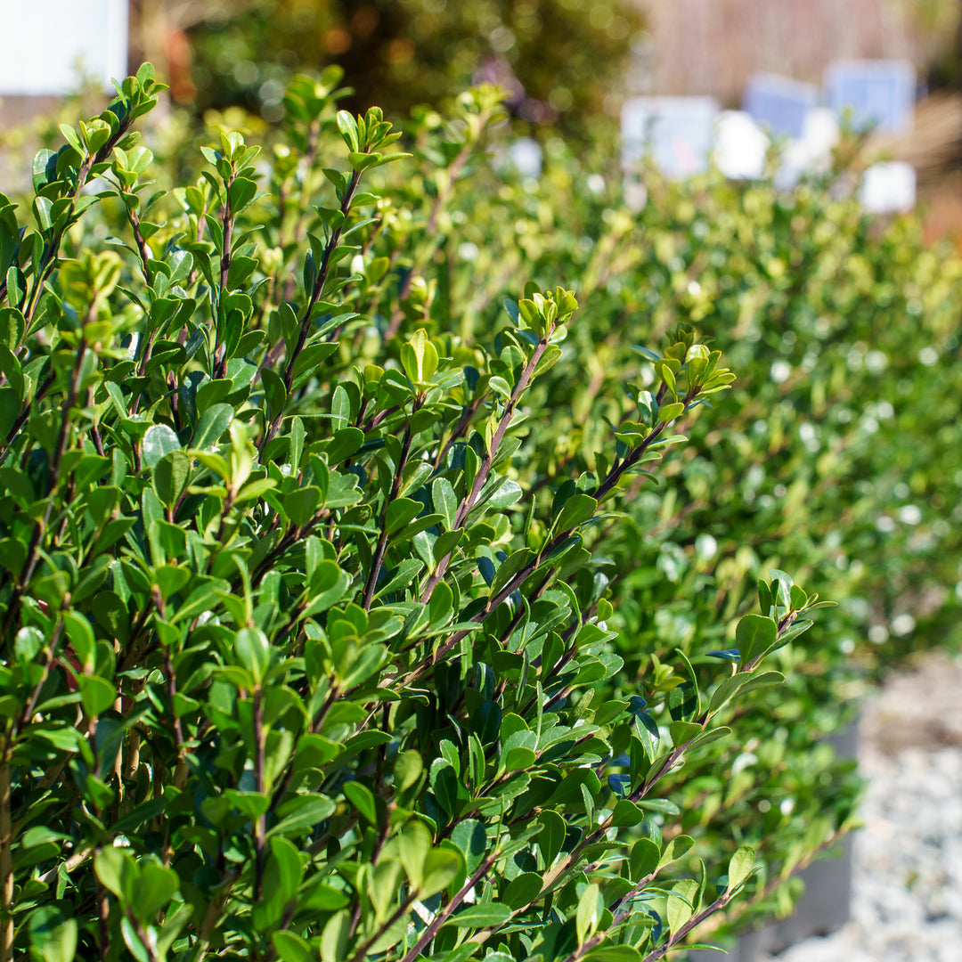 Compacta Japanese Holly – Plant Detectives