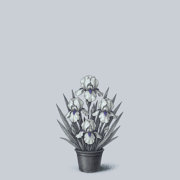 Concertina Bearded Iris