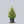 Load image into Gallery viewer, Confucius Hinoki Cypress
