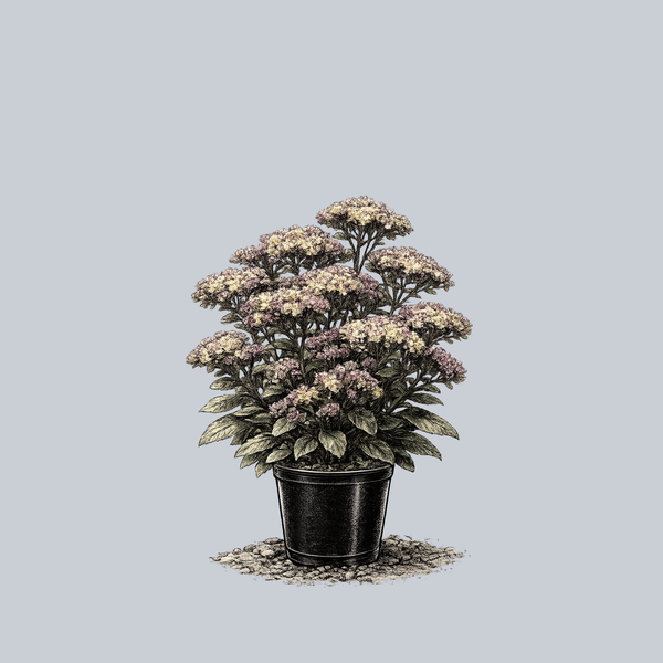 Conga Line Stonecrop