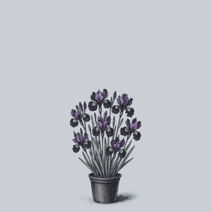 Contrast in Styles Siberian Iris