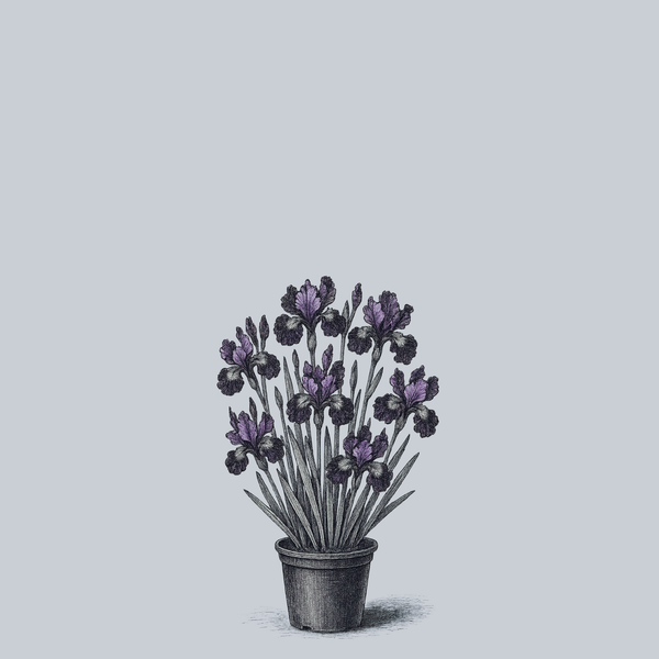 Contrast in Styles Siberian Iris