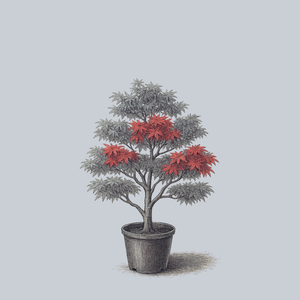 Corallinum Japanese Maple