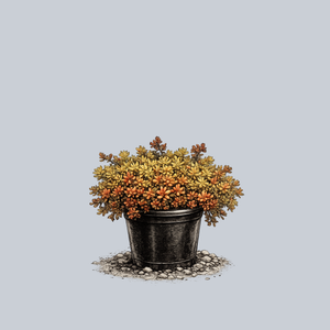 Coral Carpet Stonecrop