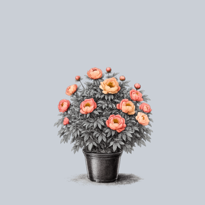 Coral Charm Peony