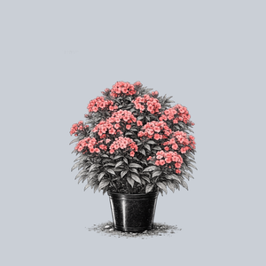 Coral Flame Tall Garden Phlox