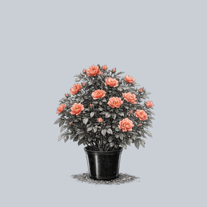 Coral Knock Out Rose