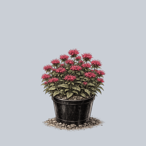 Coral Reef Bee Balm