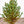 Load image into Gallery viewer, Corbet Blue Spruce - Spruce - Conifers
