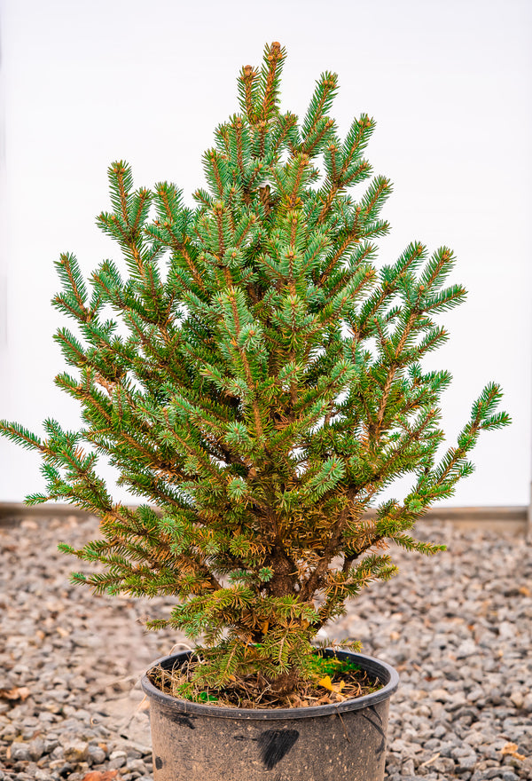 Corbet Blue Spruce - Spruce - Conifers
