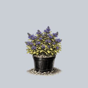 Cordial Canary Bugleweed