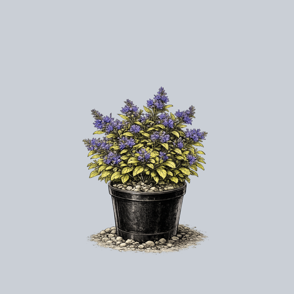 Cordial Canary Bugleweed