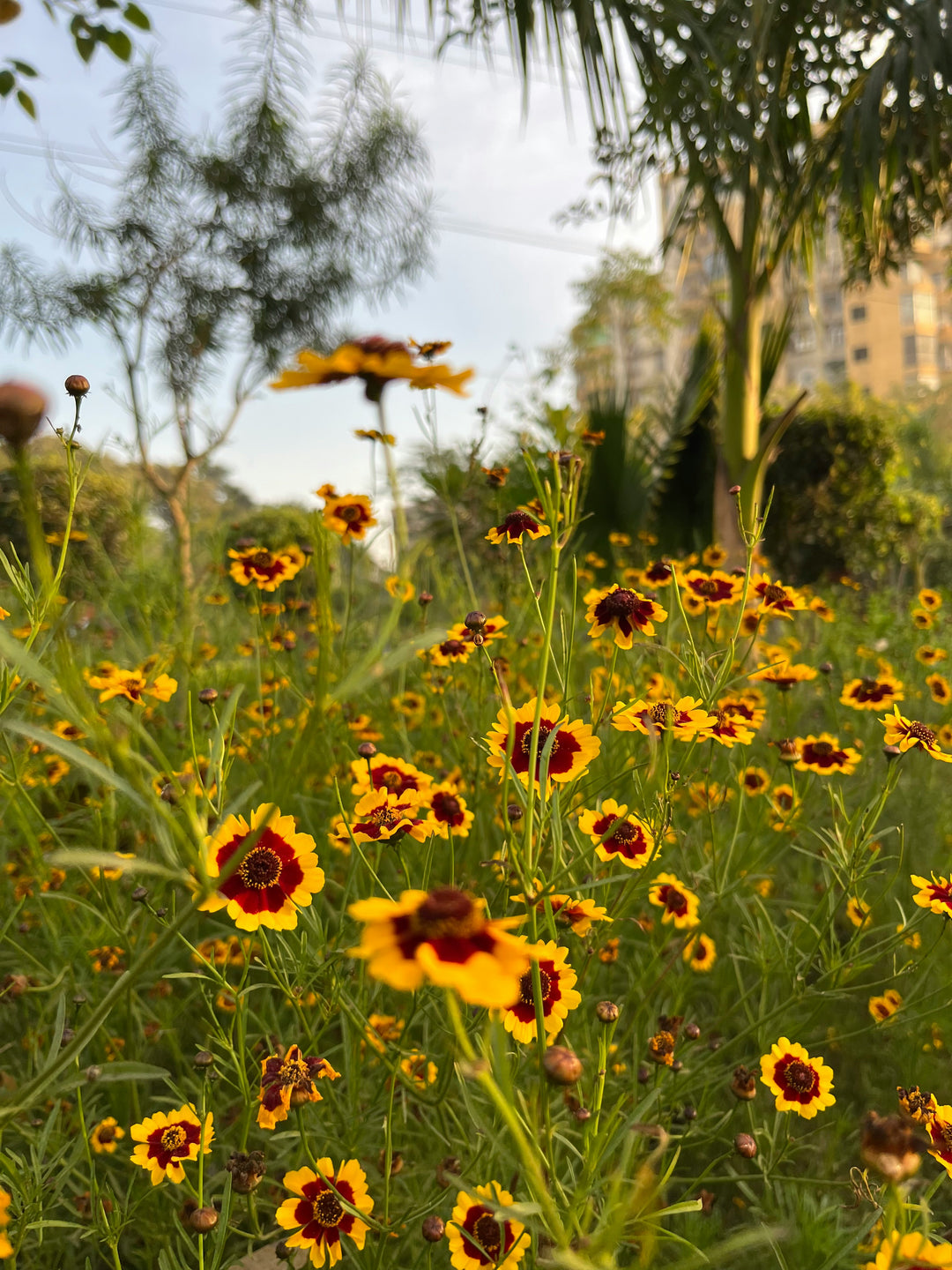 Coreopsis – Plant Detectives