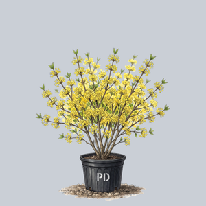 Cornelian Cherry Dogwood