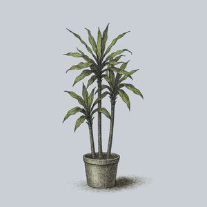 Costaricana Dracaena