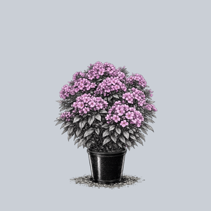 Cover Girl Tall Garden Phlox