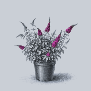 CranRazz Butterfly Bush