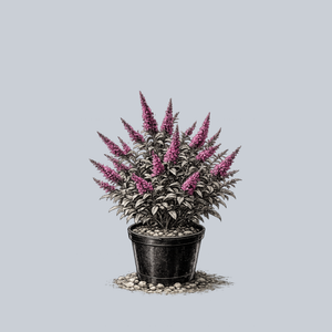 CranRazz Butterfly Bush