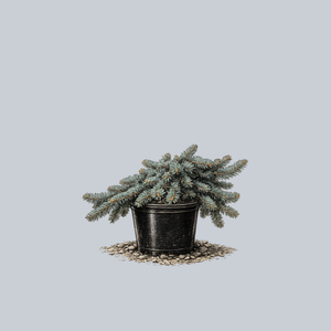 Creeping Colorado Blue Spruce
