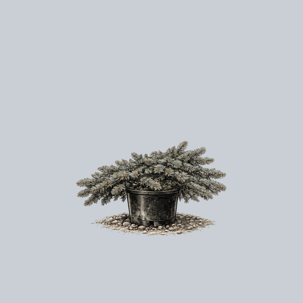 Creeping Norway Spruce