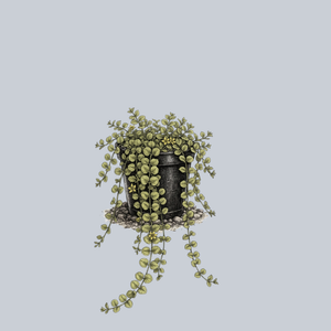 Creeping Jenny